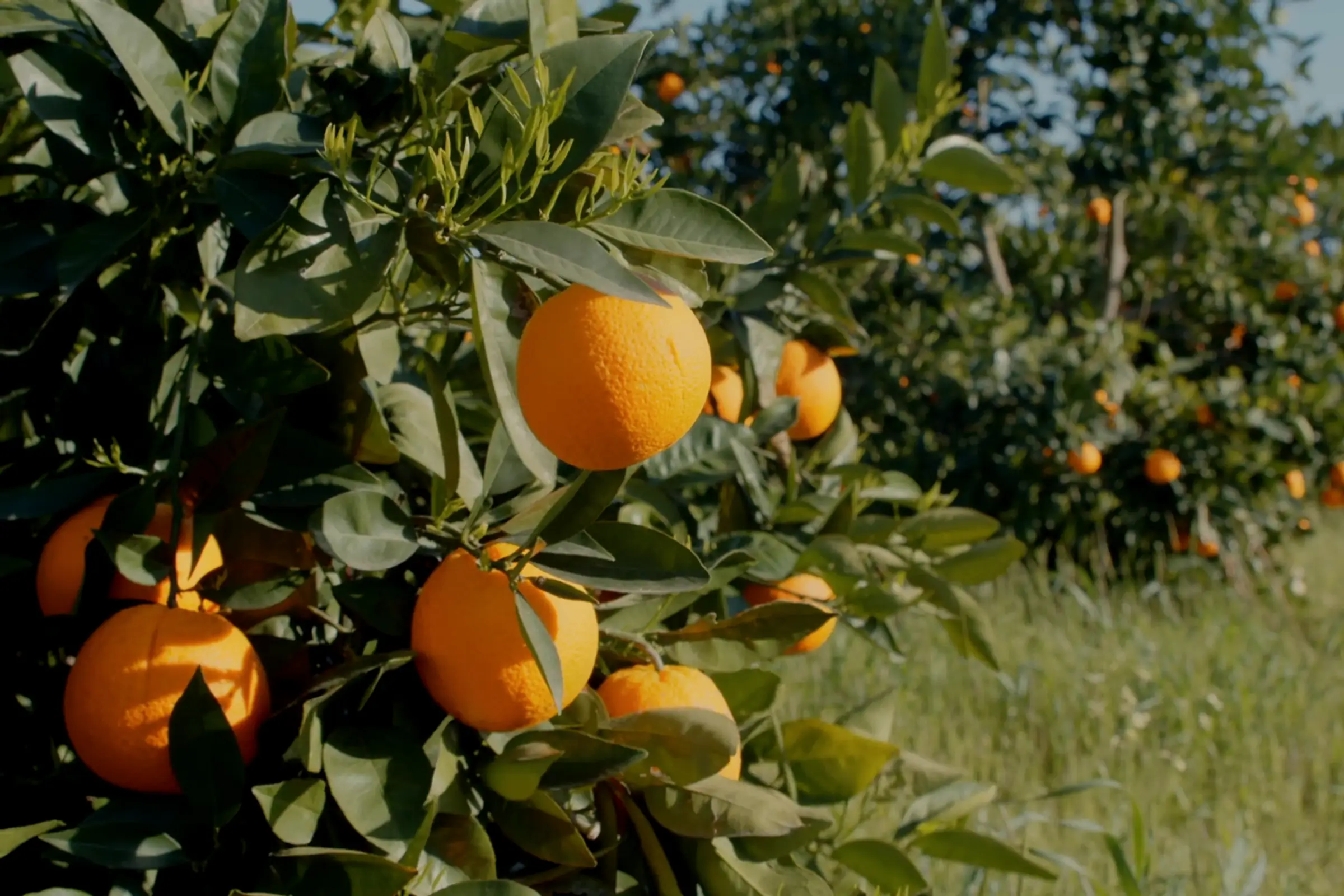 A citrus orchard canopy heavy with ripe fruit