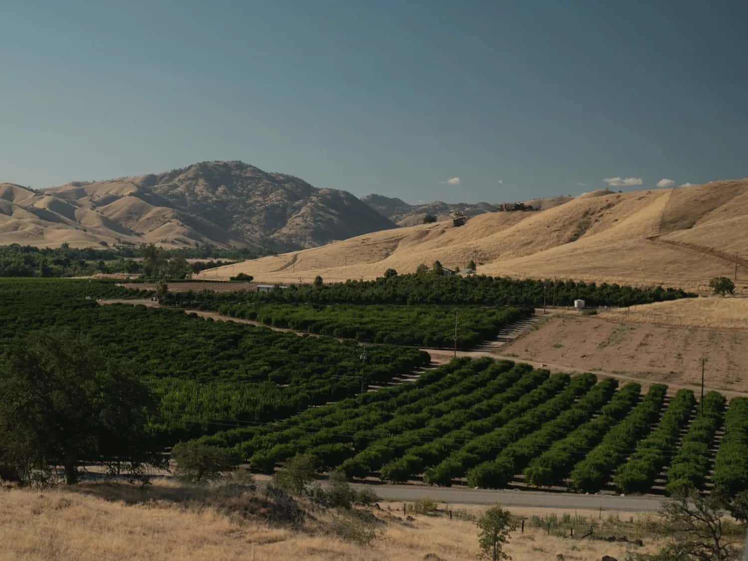 Hands carrying a bowl of just-picked peaches in an orchard
